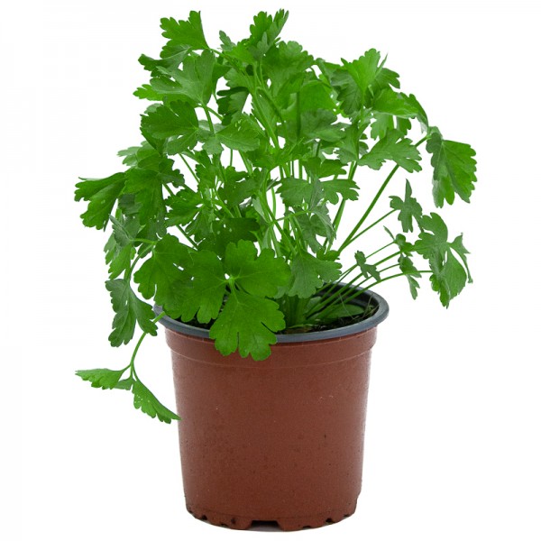 Corazón plantable - PEREJIL - Image 4