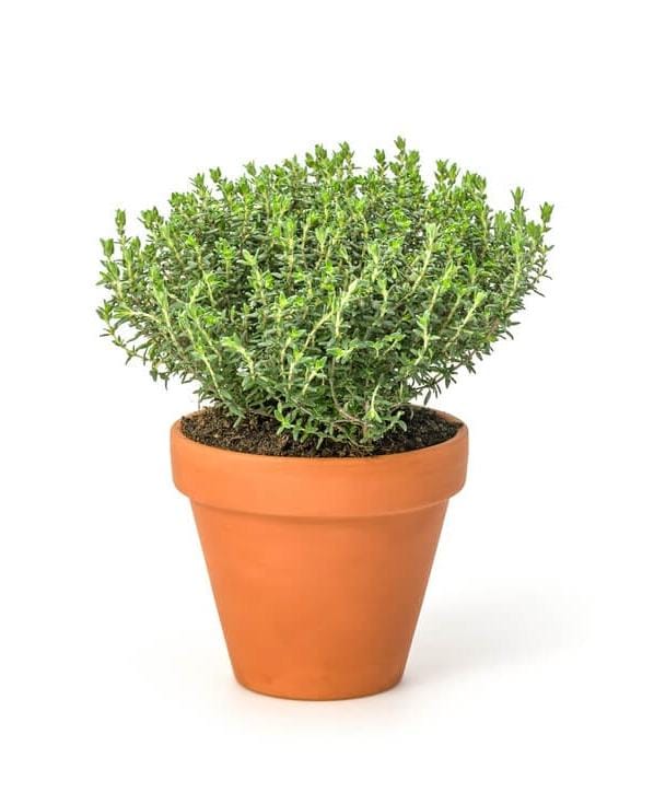 Corazón plantable - TOMILLO - Image 4